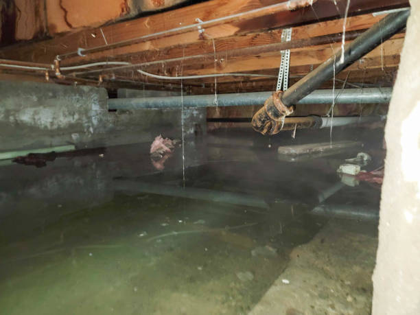 Trusted Holly Springs, MS Water damage restoration Experts
