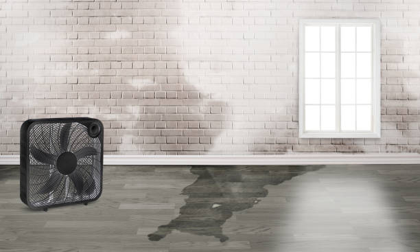 Best Local water damage restoration  in Holly Springs, MS